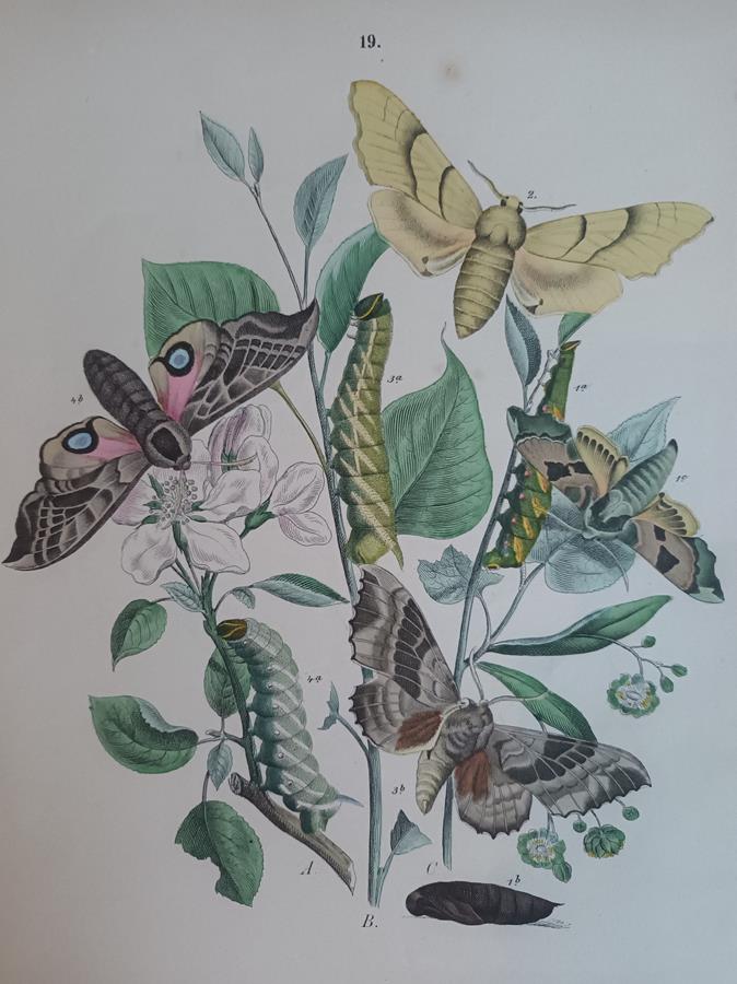 A Pair Of Framed 19th Century Butterfly Prints