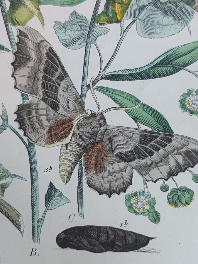 A Pair Of Framed 19th Century Butterfly Prints