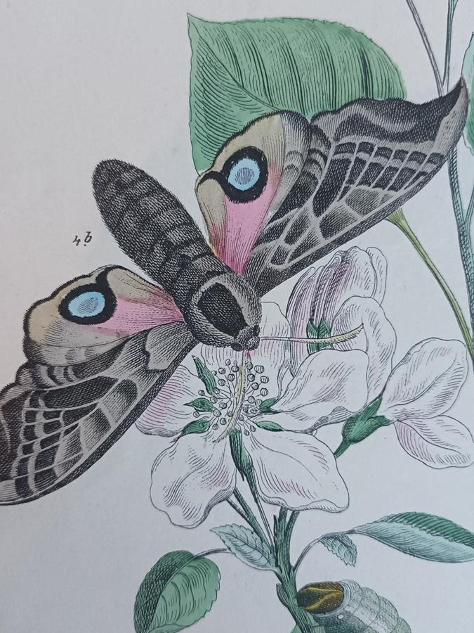 A Pair Of Framed 19th Century Butterfly Prints