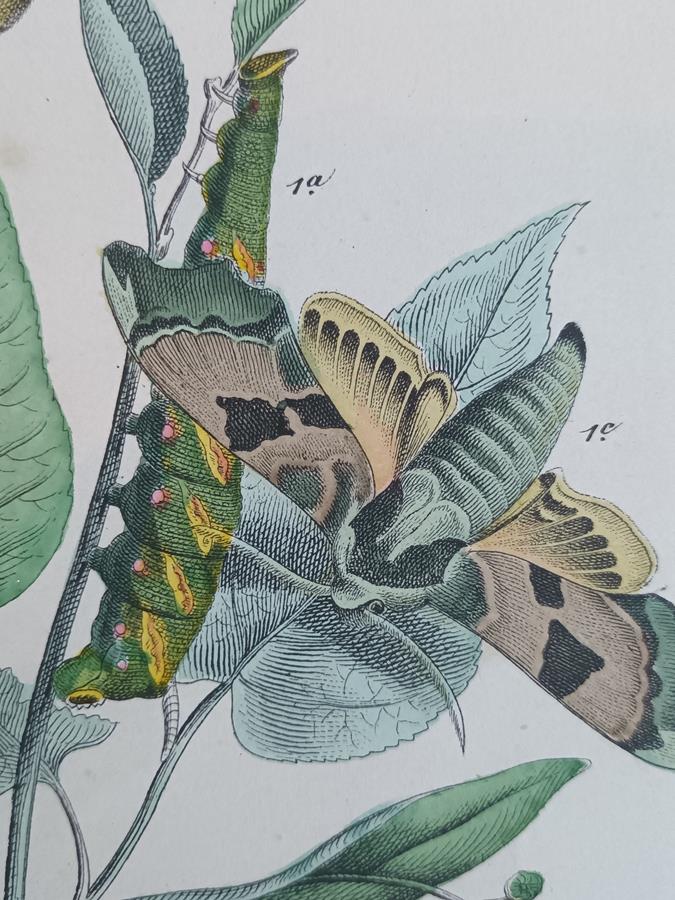 A Pair Of Framed 19th Century Butterfly Prints