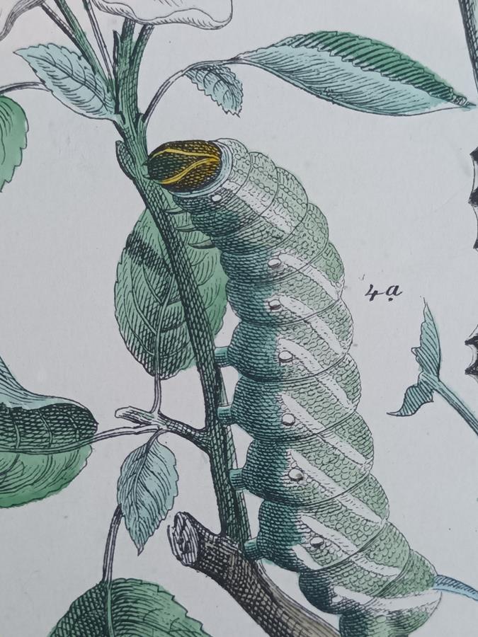 A Pair Of Framed 19th Century Butterfly Prints