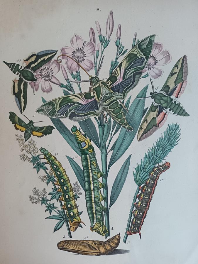 A Pair Of Framed 19th Century Butterfly Prints