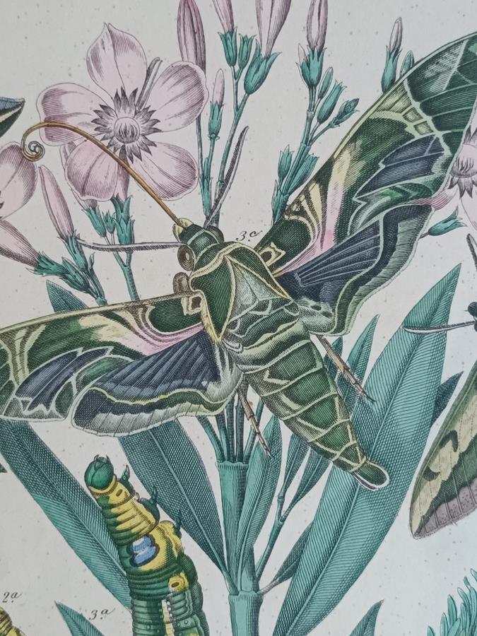 A Pair Of Framed 19th Century Butterfly Prints