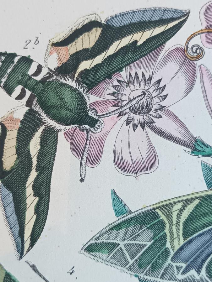 A Pair Of Framed 19th Century Butterfly Prints