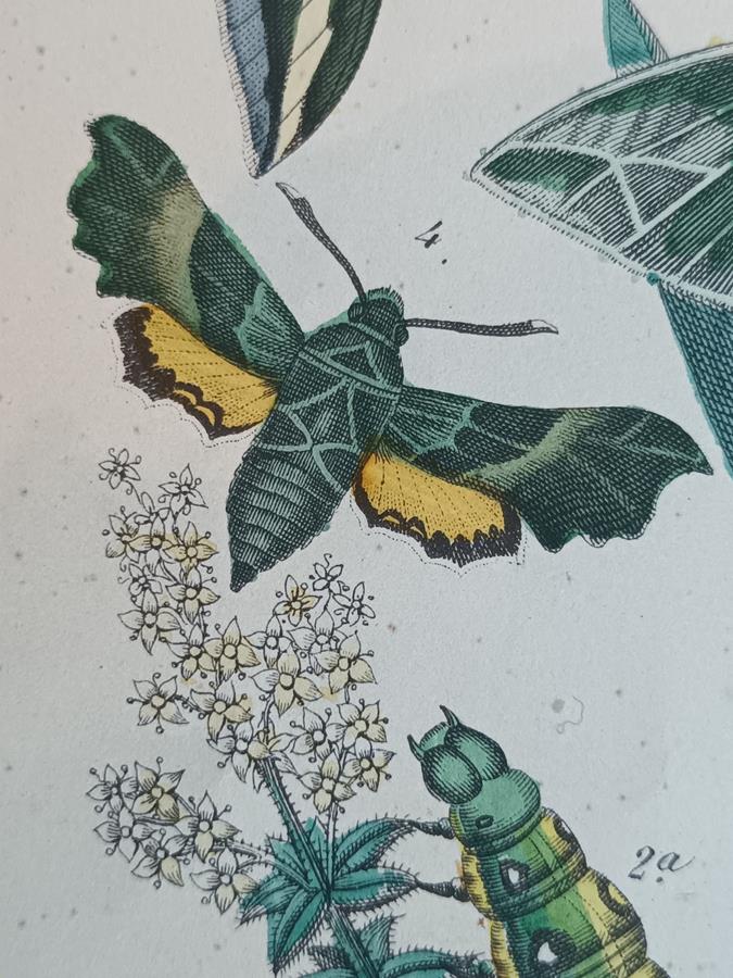 A Pair Of Framed 19th Century Butterfly Prints