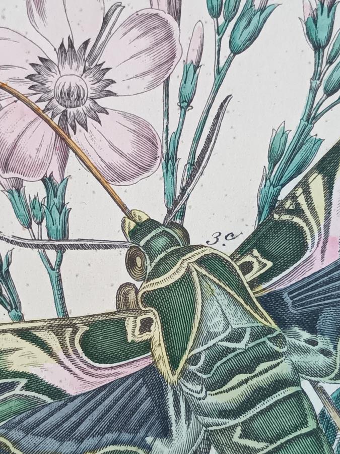 A Pair Of Framed 19th Century Butterfly Prints