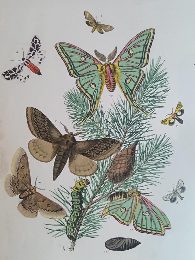 A Pair Of Framed 19th Century Butterfly Prints