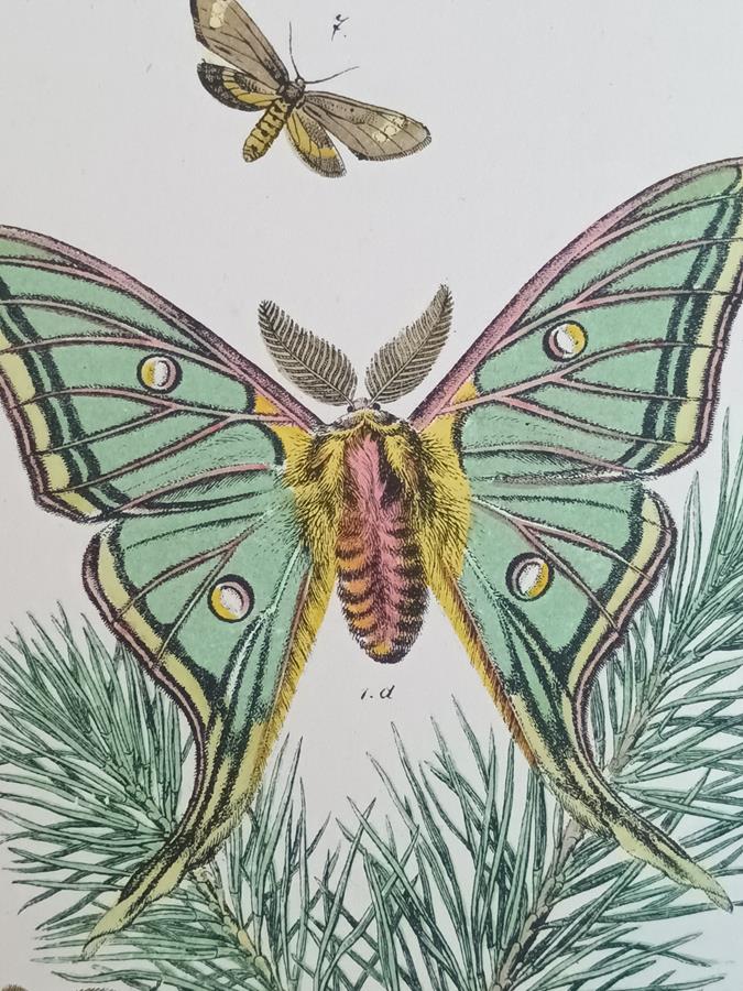 A Pair Of Framed 19th Century Butterfly Prints