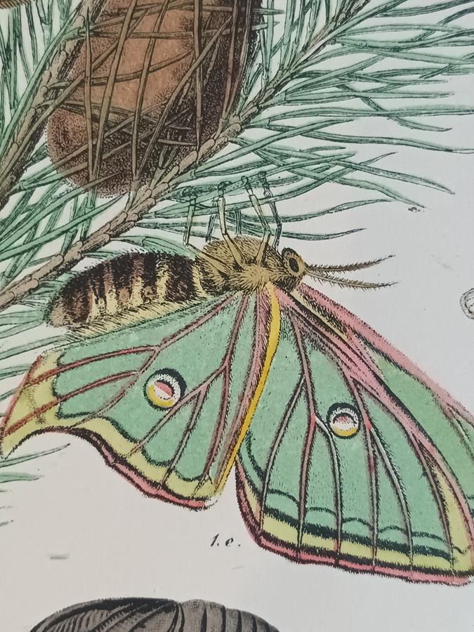 A Pair Of Framed 19th Century Butterfly Prints