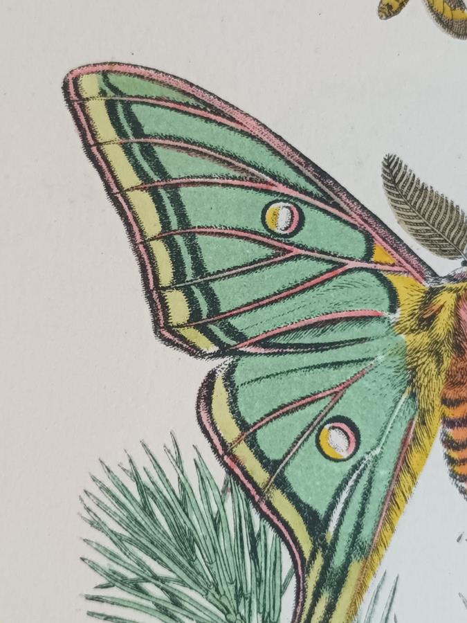 A Pair Of Framed 19th Century Butterfly Prints
