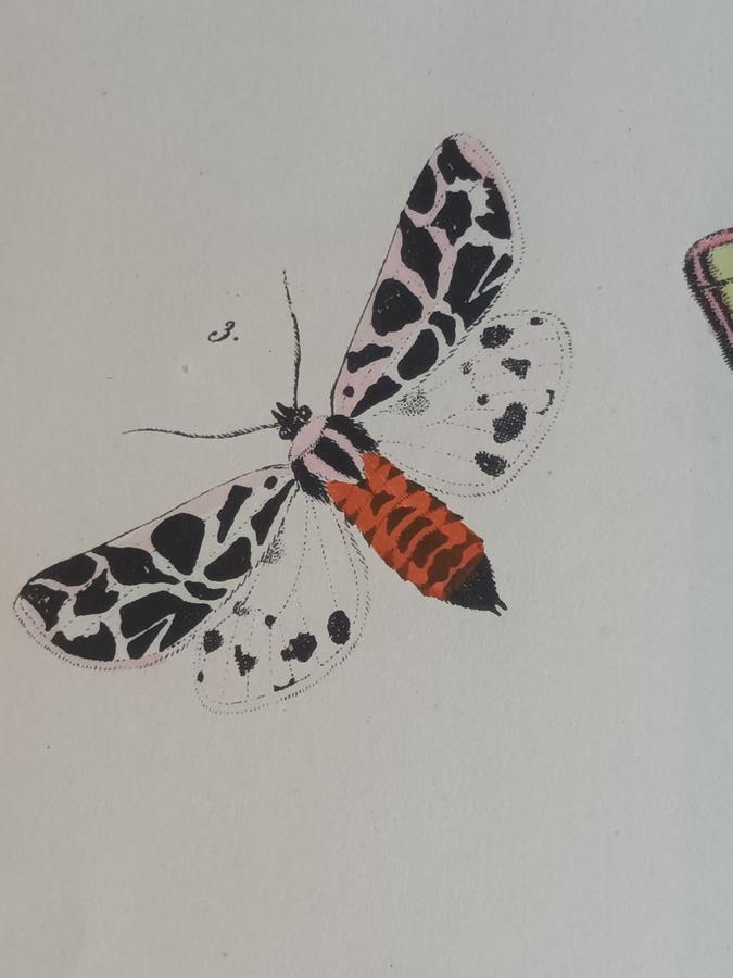 A Pair Of Framed 19th Century Butterfly Prints