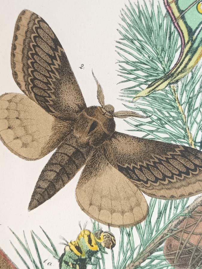 A Pair Of Framed 19th Century Butterfly Prints