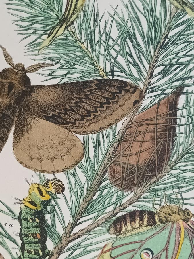 A Pair Of Framed 19th Century Butterfly Prints