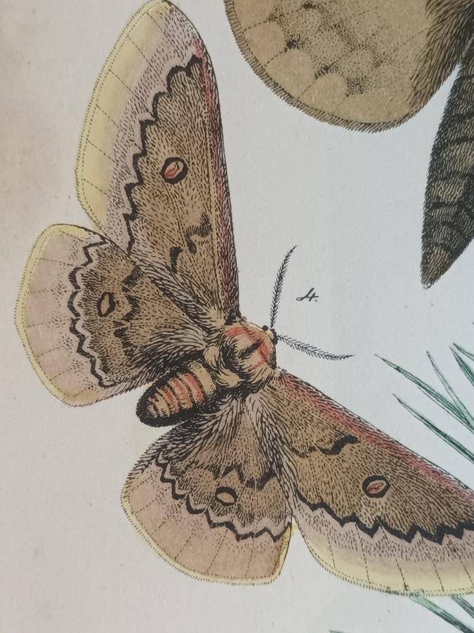 A Pair Of Framed 19th Century Butterfly Prints