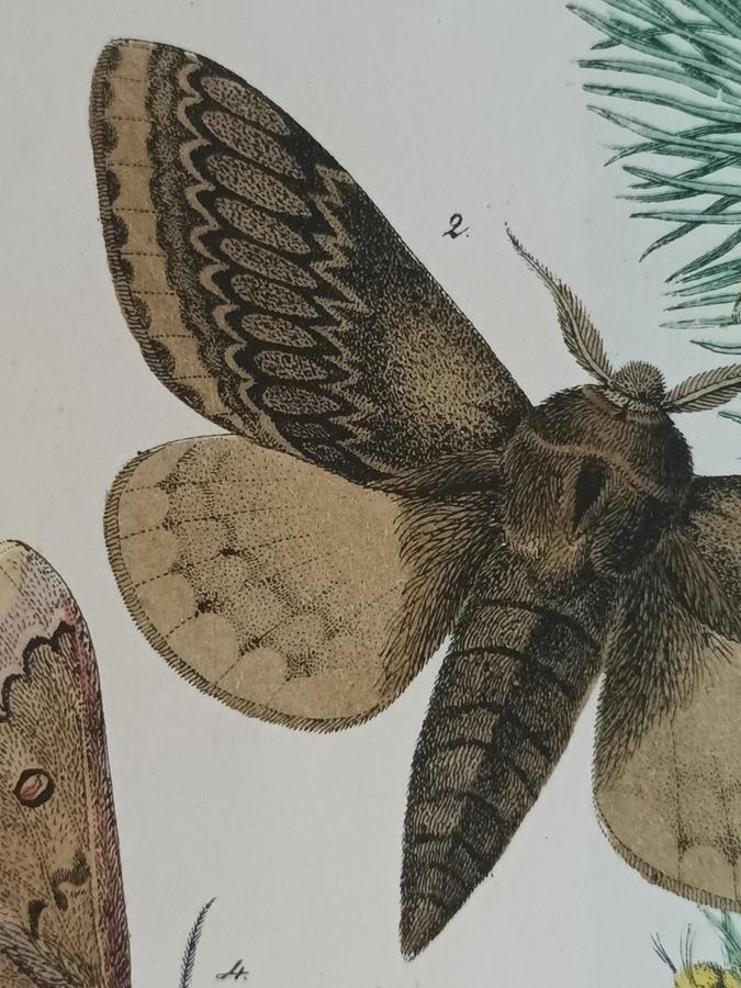 A Pair Of Framed 19th Century Butterfly Prints