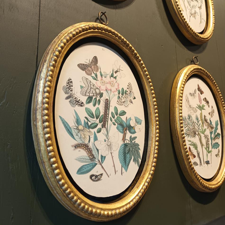 A Set Of Oval Framed Butterfly Prints