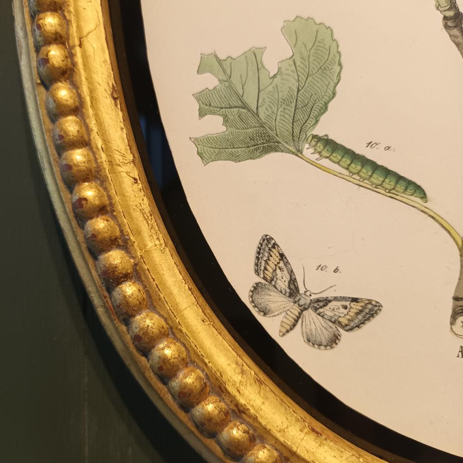 A Set Of Oval Framed Butterfly Prints