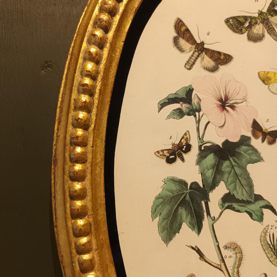 A Set Of Oval Framed Butterfly Prints