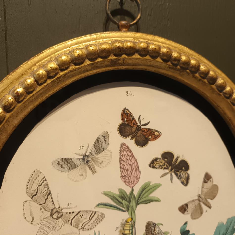 A Set Of Oval Framed Butterfly Prints