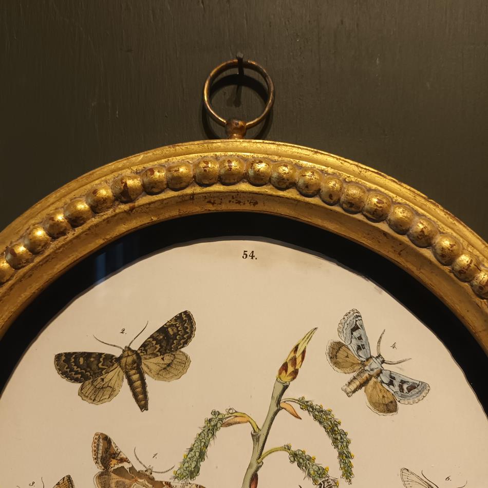 A Set Of Oval Framed Butterfly Prints