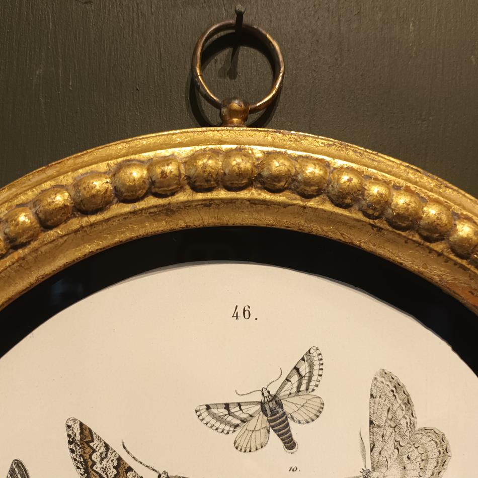 A Set Of Oval Framed Butterfly Prints