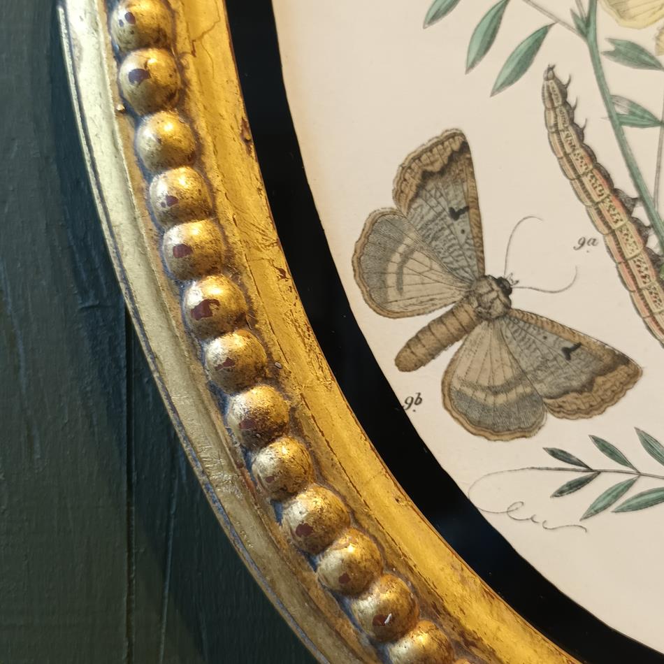 A Set Of Oval Framed Butterfly Prints