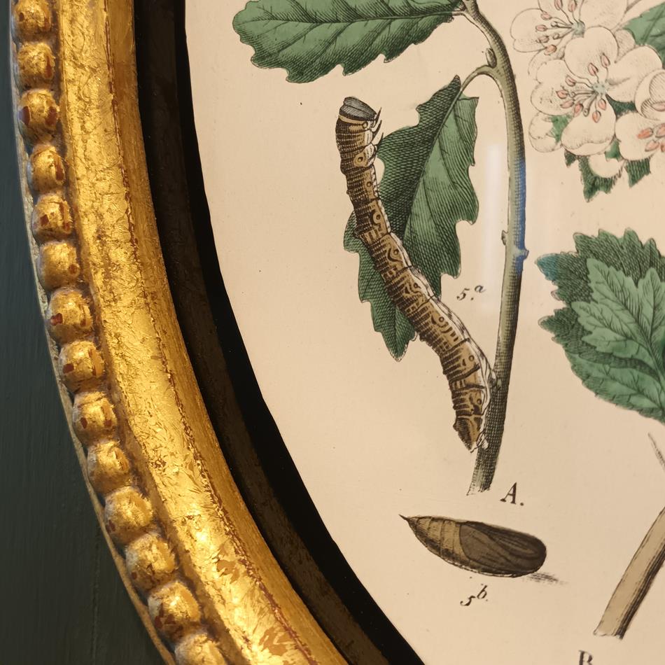 A Set Of Oval Framed Butterfly Prints