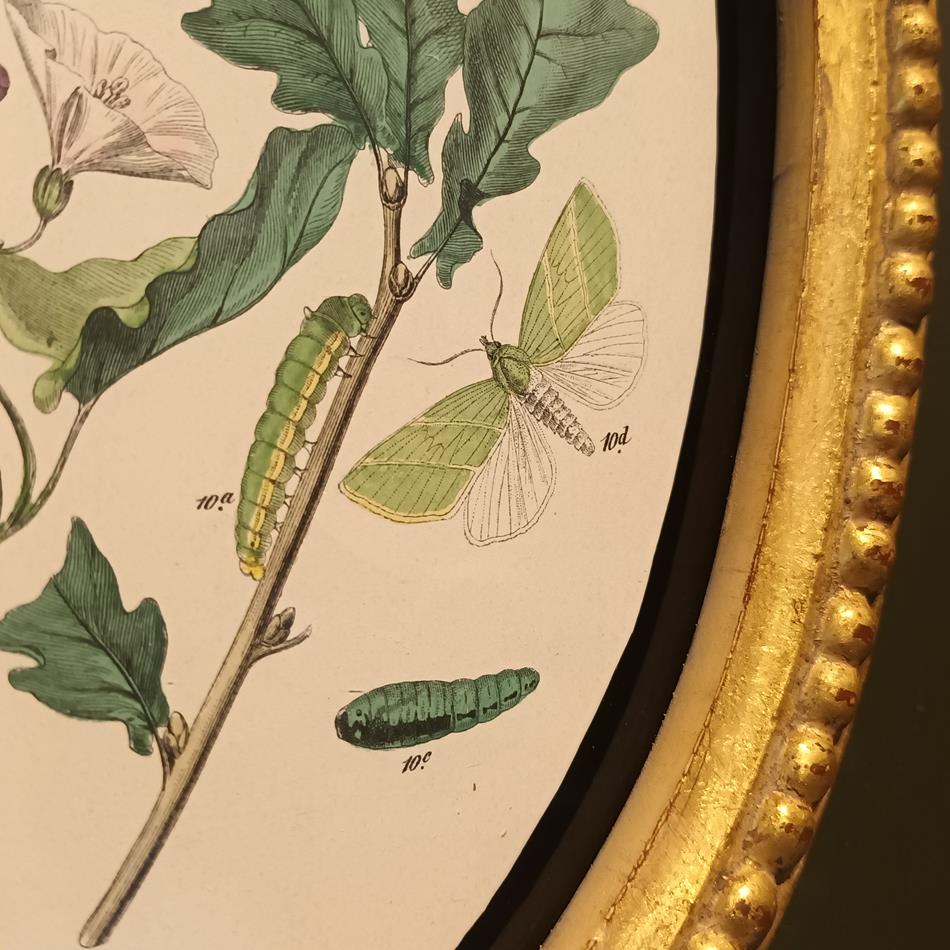 A Set Of Oval Framed Butterfly Prints