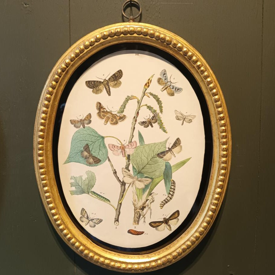 A Set Of Oval Framed Butterfly Prints