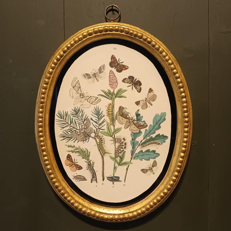 A Set Of Oval Framed Butterfly Prints