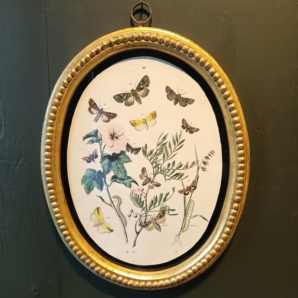 A Set Of Oval Framed Butterfly Prints
