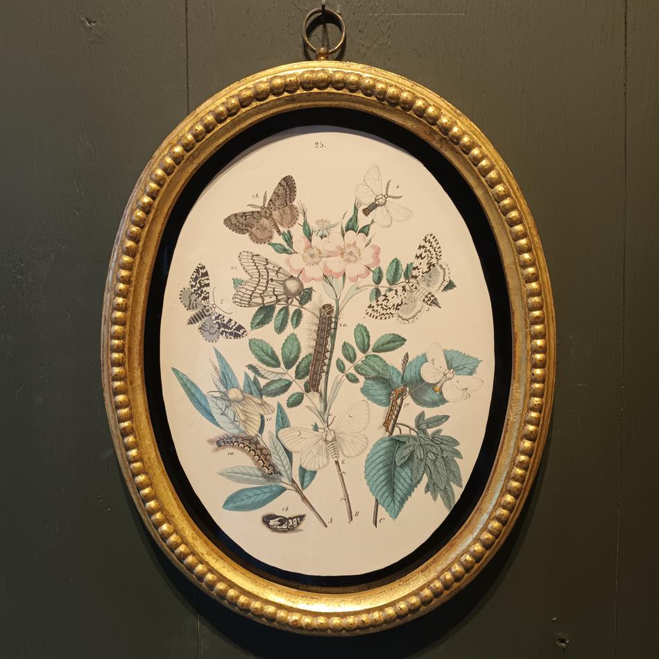A Set Of Oval Framed Butterfly Prints