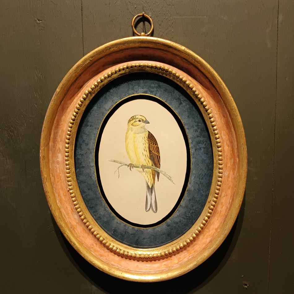 A Set Of 19th Century Framed Bird Prints