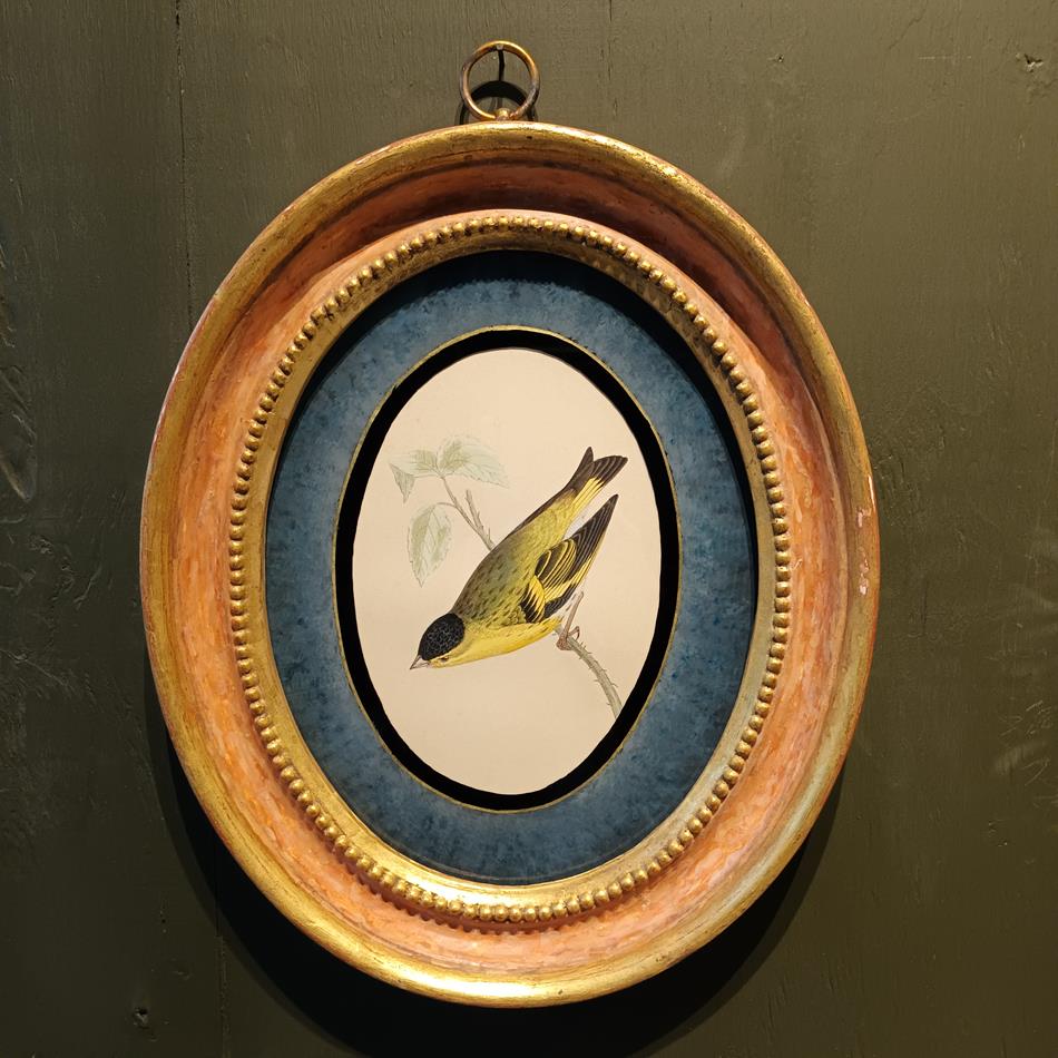 A Set Of 19th Century Framed Bird Prints