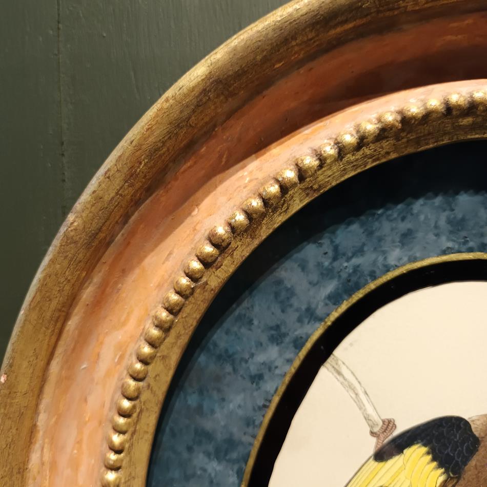 A Set Of 19th Century Framed Bird Prints