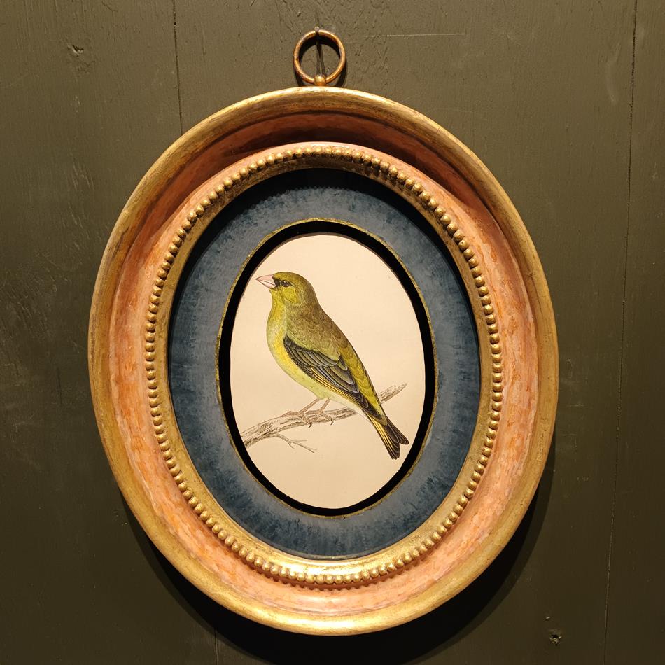 A Set Of 19th Century Framed Bird Prints