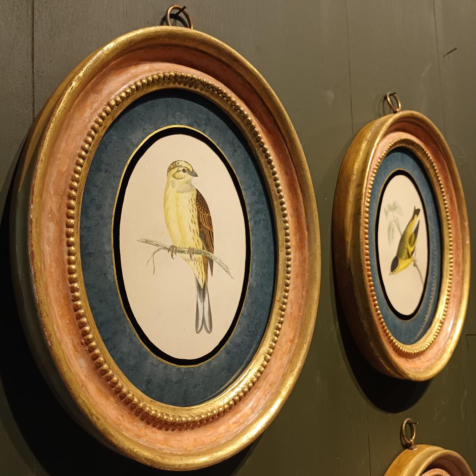A Set Of 19th Century Framed Bird Prints