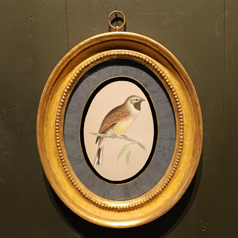 A Pair Of 19th Century Framed Bird Prints