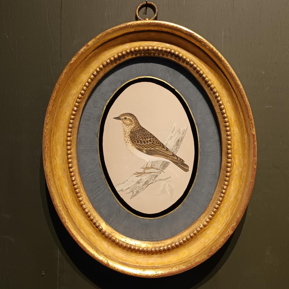A Pair Of 19th Century Framed Bird Prints
