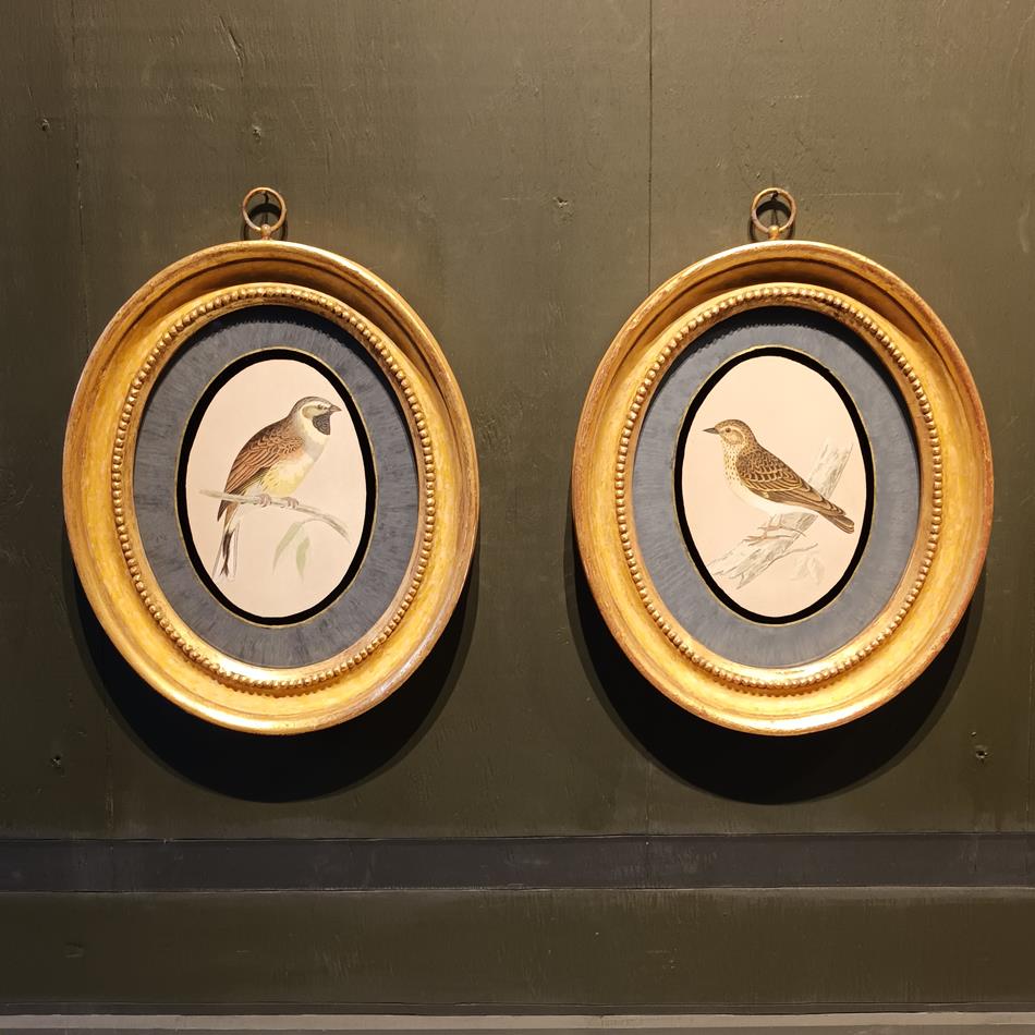 A Pair Of 19th Century Framed Bird Prints