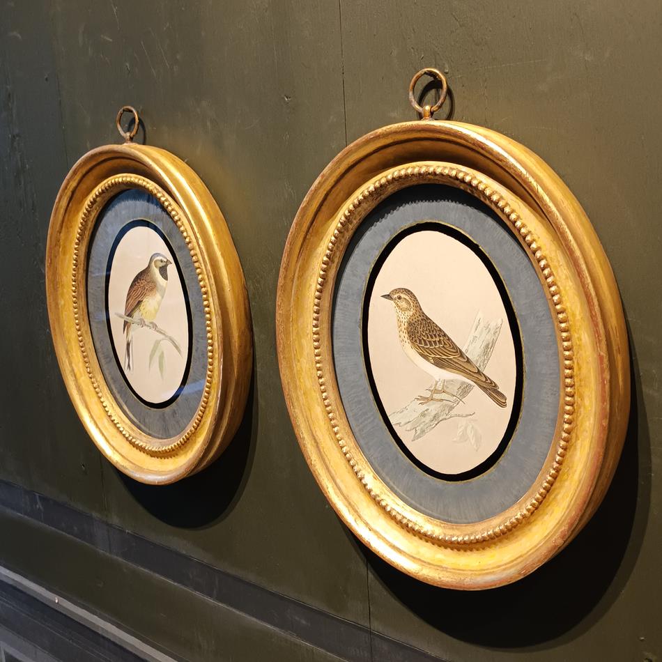A Pair Of 19th Century Framed Bird Prints