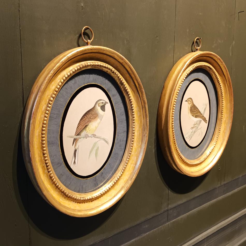A Pair Of 19th Century Framed Bird Prints
