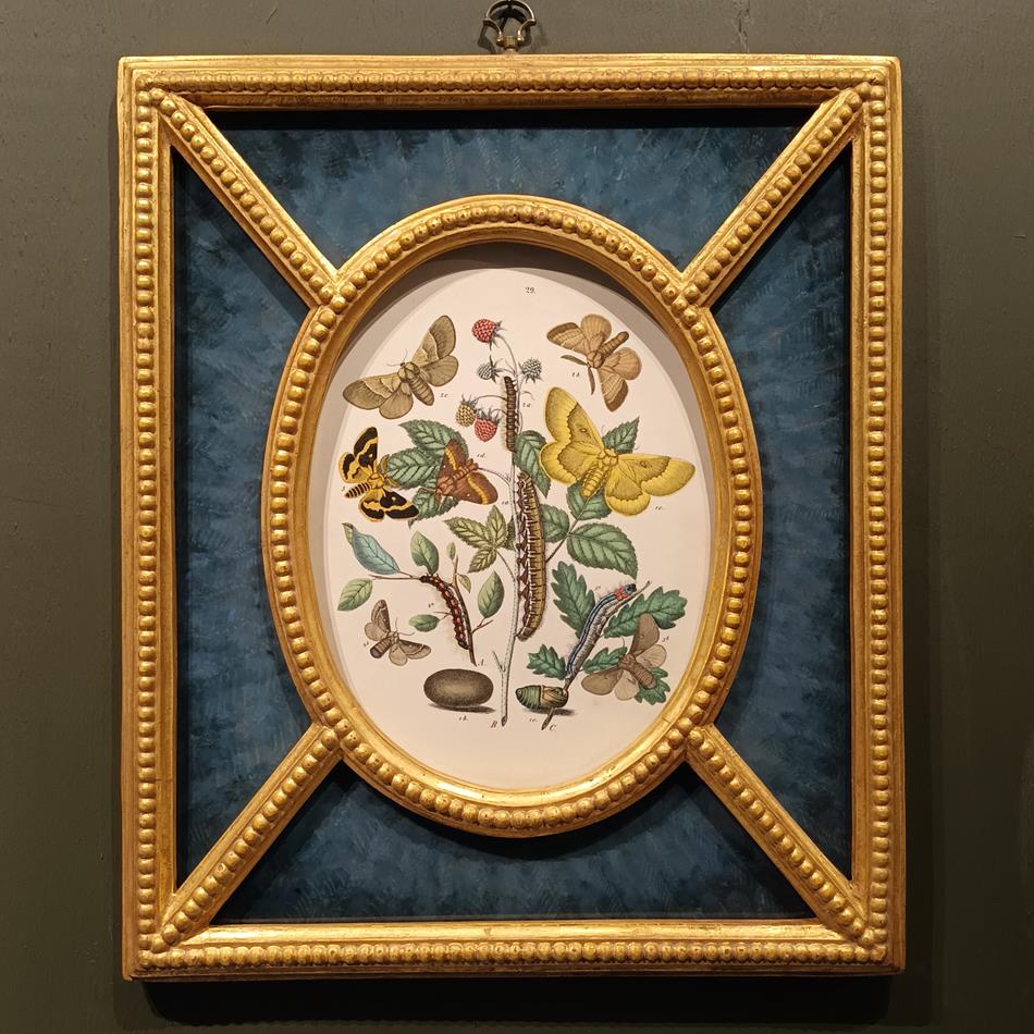 A Pair Of Framed 19th Century Butterfly Prints