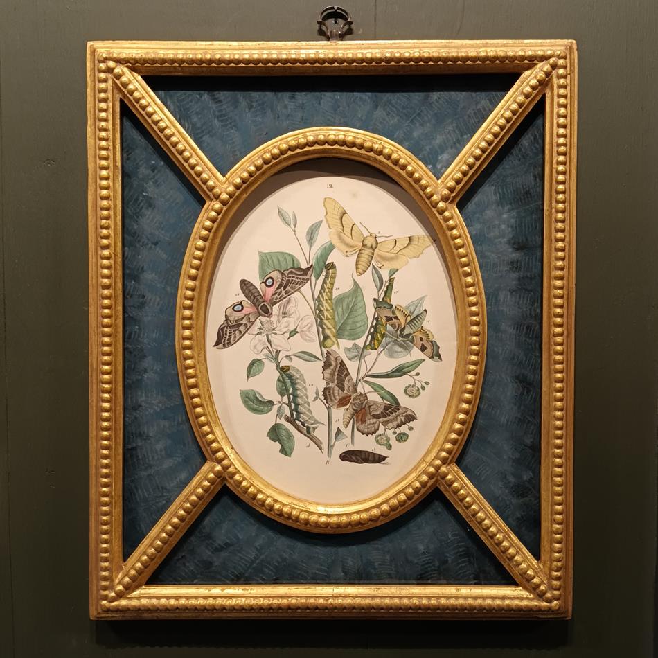 A Pair Of Framed 19th Century Butterfly Prints
