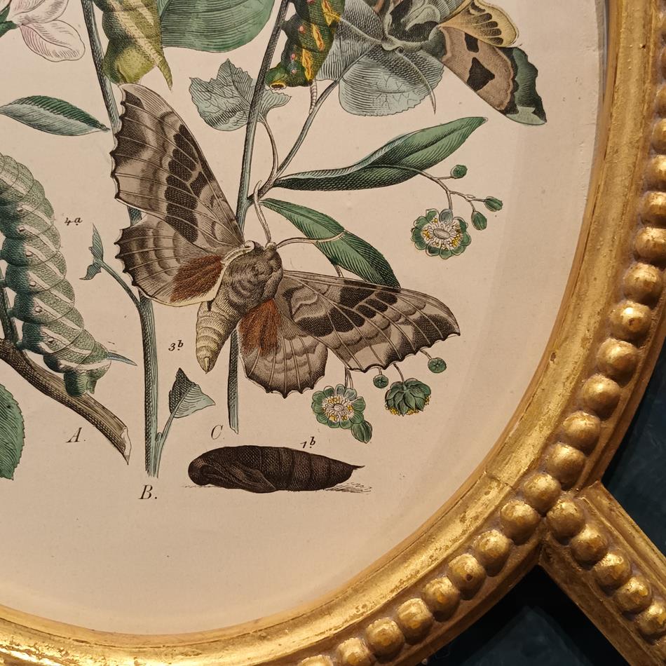 A Pair Of Framed 19th Century Butterfly Prints