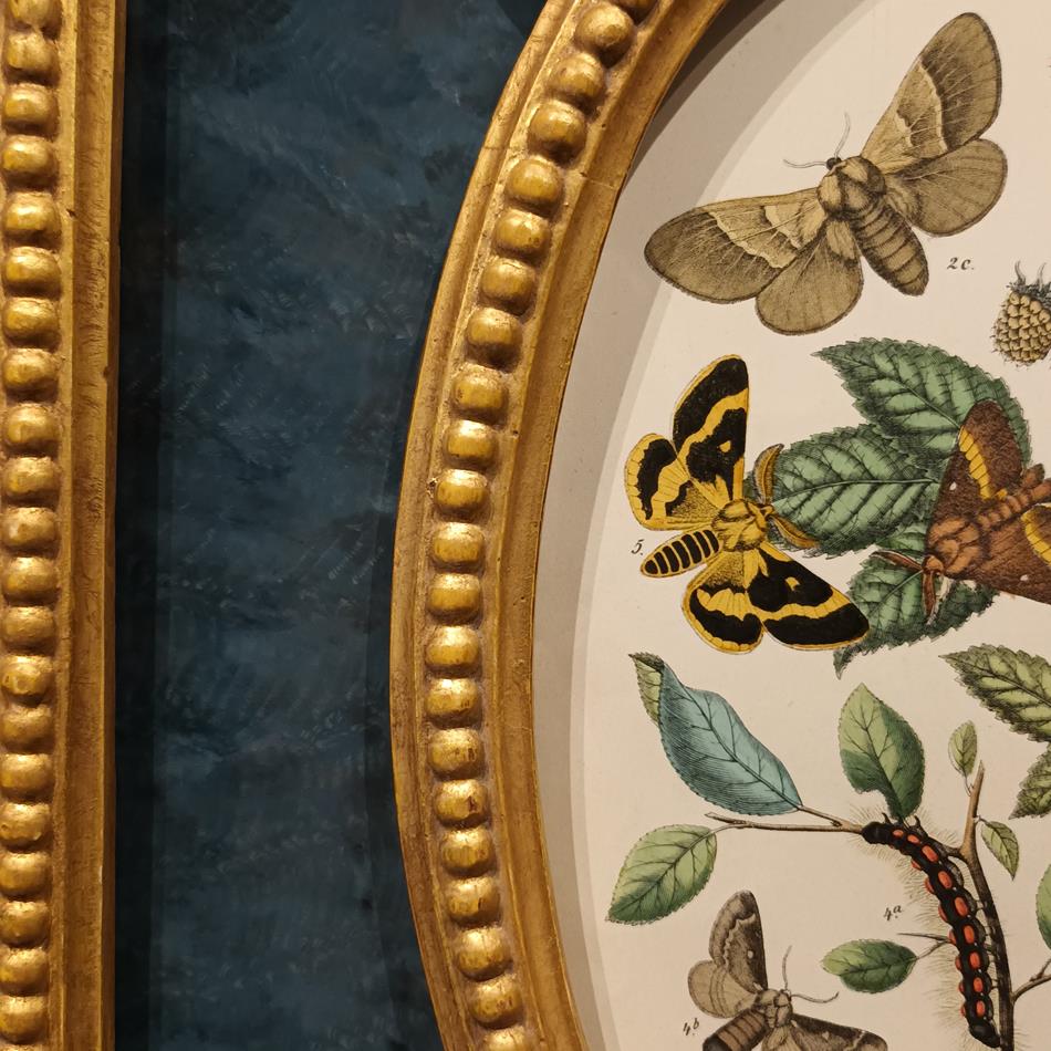 A Pair Of Framed 19th Century Butterfly Prints