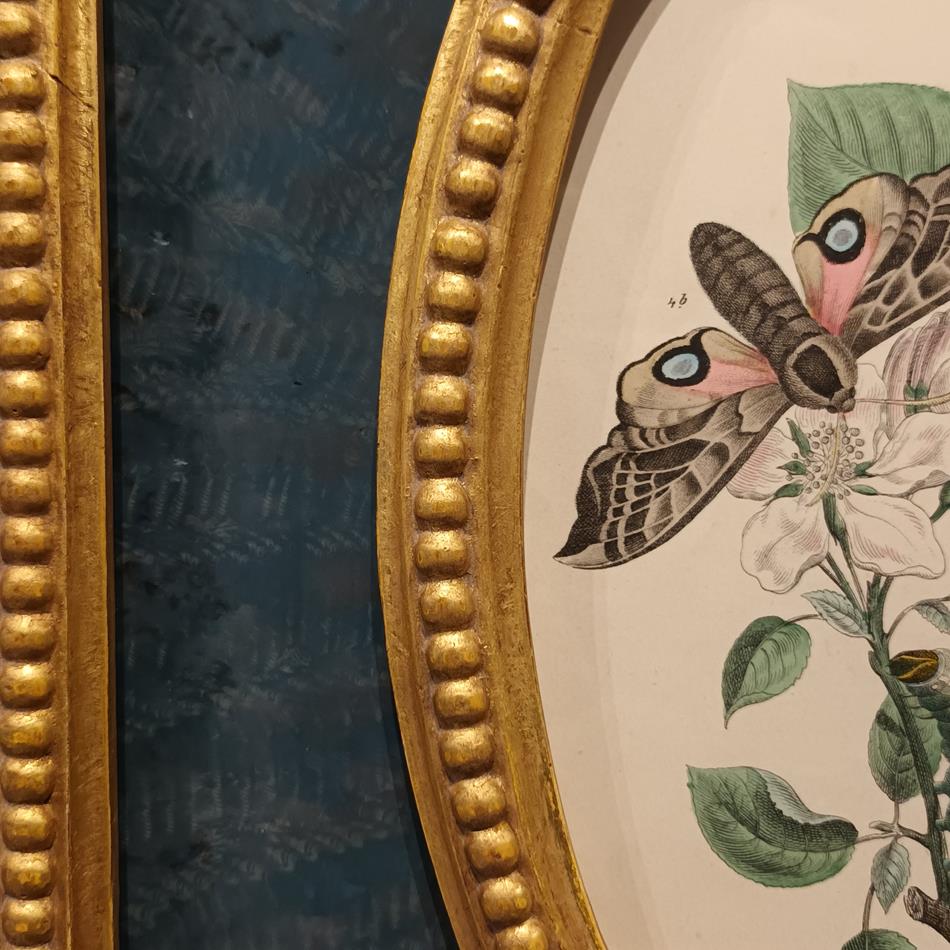 A Pair Of Framed 19th Century Butterfly Prints