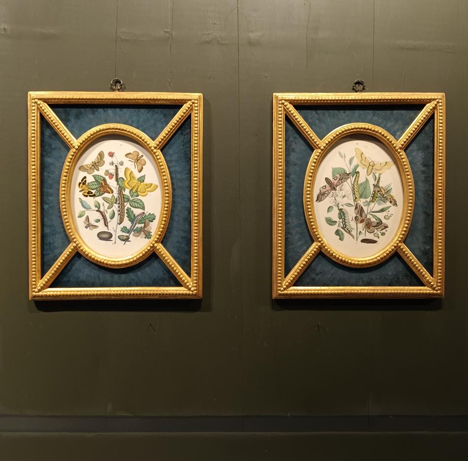 A Pair Of Framed 19th Century Butterfly Prints