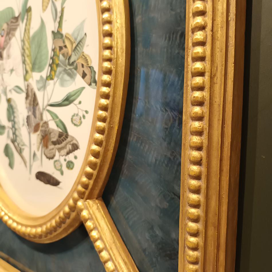 A Pair Of Framed 19th Century Butterfly Prints