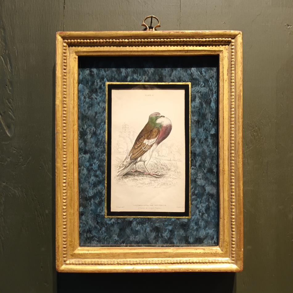 A Set Of 19th Century Framed Bird Engravings By Edward Lear